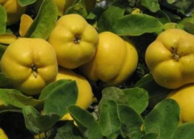 معرفی به و خواص درمانی آن