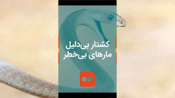 ببینید ، کشتار بی دلیل مارهای بی خطر در سواحل مازندران ببینید ، کشتار بی دلیل مارهای بی خطر در سواحل مازندران
